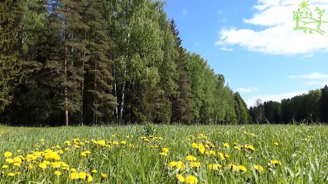 3 часа! Лесная поляна с одуванчиками Красивая природа Пение птиц для расслабления