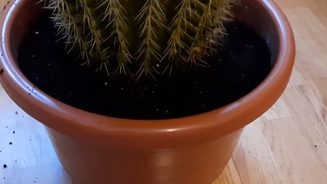 Пересадка большого кактуса. Уход.( январь 2021 г.) смотреть онлайн