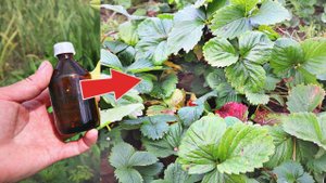 Научилась применять березовый деготь осенью от всех вредителей огорода. Даже грызуны пропадают.