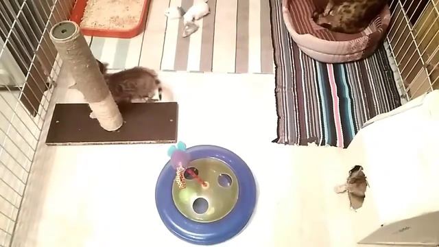 Бенгальские коты