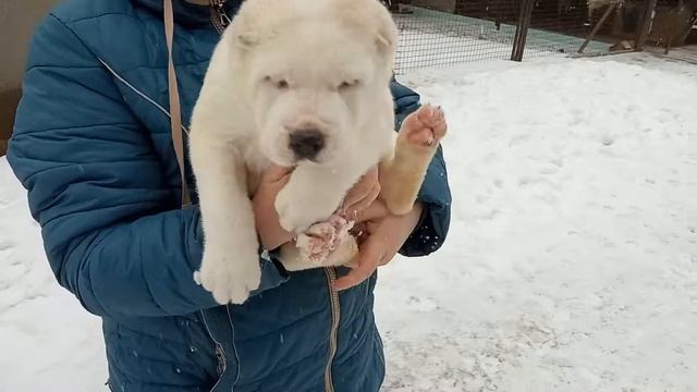 Шенки питомника Инис Старс Заводчик: Наталия Игралова, Смоленская область г.Сафоново 8-905-160-20-7 смотреть онлайн