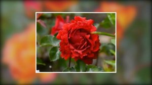 Стиль поворот по Y со сменой фото.PTE AV Studio