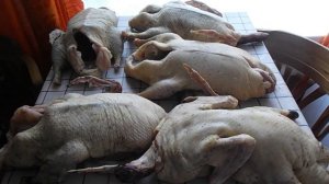 Забой и вес  утки Голубой фаворит в возрасте 110 дней. Себестоимость утки.