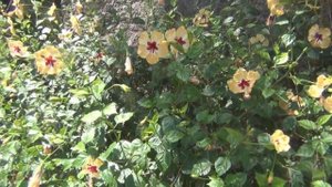 Италия. Остров Искья. Сады Ла Мортелла.