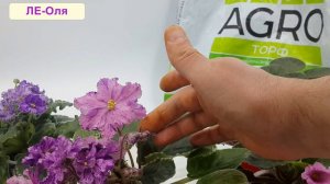 Хлороз фиалок в торфе Peter Peat