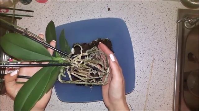 Орхидея фаленопсис Бабочка мультифлора. Пересадка и обработка.