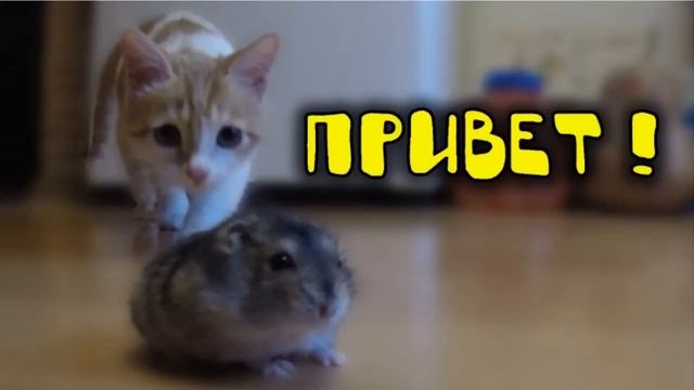 Рыжик-красавчик смотреть онлайн