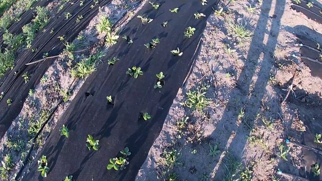 Черные серединки цветов клубники. Почему? Стоит переживать? - Да, но ВРЕМЕННО смотреть онлайн