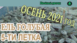 Ель голубая 5-ти летка Обзор интернет-магазина питомника "Хвойный дворик"