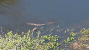 ВЫДРА В ДЕЛЕ!  На что способна выдра против крокодила и других животных.