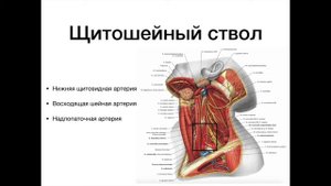 Подключичная артерия - анатомия сердечно-сосудистой системы (ССС)