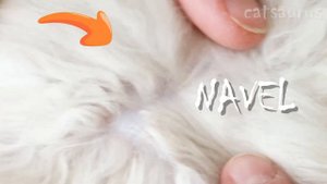 Do cats have belly buttons? How to find a cat's navel? Furry cat