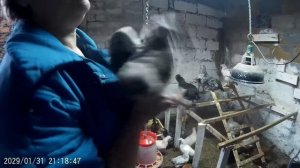Совмещение 3 месячных и 2 месячных цыплят!