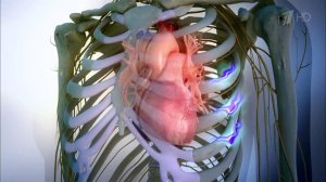 Вопросы о боли в спине. Инфаркт. Здоровье. Фрагмент выпуска от 17.04.2016