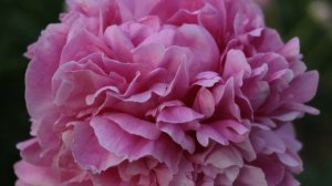 Peony Glory Hallelujah / Пион Глори Аллилуйя.