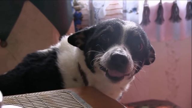 Хочу всё знать. Почему воет собака? смотреть онлайн