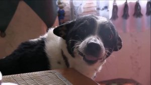 Хочу всё знать.  Почему воет собака?