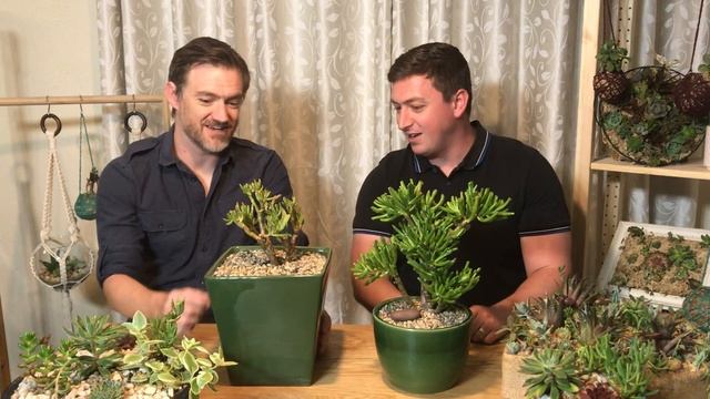 Foster & Grow - Crassula Ovata Gollum смотреть онлайн