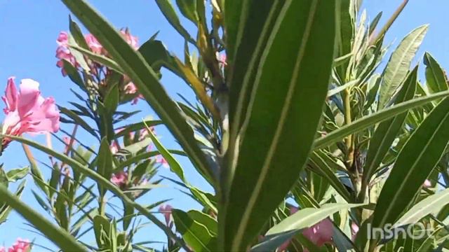 Я В САМОМ КРАСИВОМ МЕСТЕ ДОНЕЦКА‼️‼️‼️2 ЧАСТЬ💚💚💚THE MOST BEAUTIFUL PLACE IN DONETSK ‼️‼️‼️ смотреть онлайн