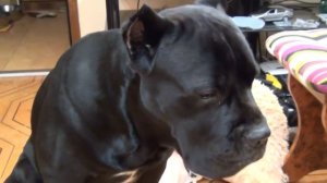 Что будет если у собаки Кане Корсо забрать еду? #canecorso