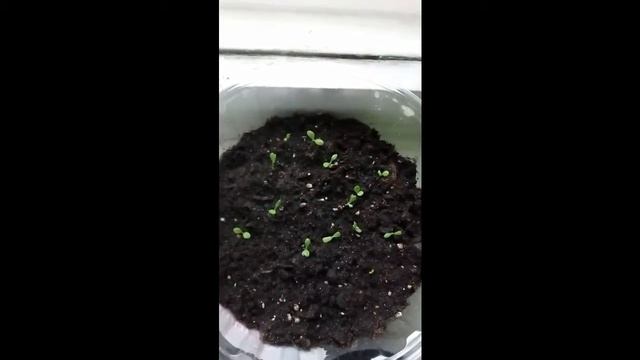 Многолетники из семян:монарда и ромашка махровая. смотреть онлайн