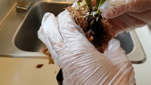 卡特兰水苔入盆的过程 смотреть онлайн