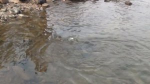 хариус на урале