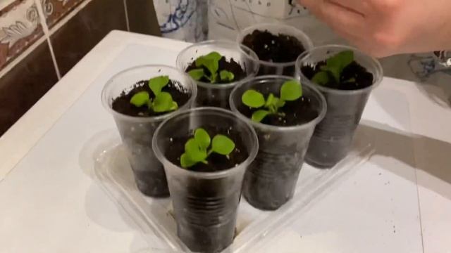 Распикировка прекрасной Петунии смотреть онлайн