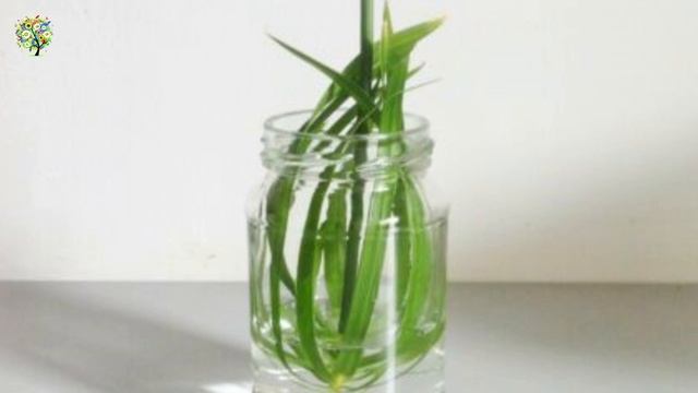 JAPON ŞEMSİYESİ BAKIMI // Cyperus Alternifolius ? смотреть онлайн