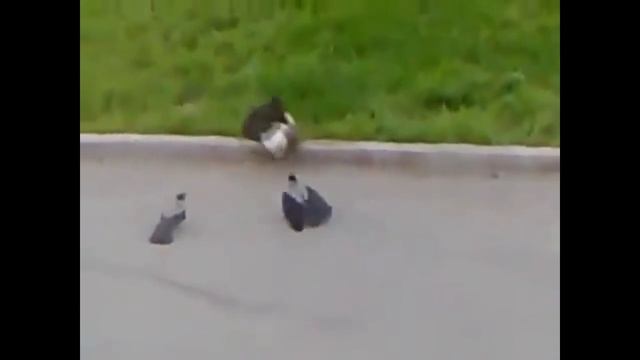 Самые жестокие драки котов смотреть онлайн