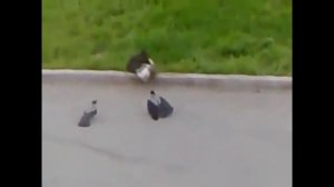 Самые жестокие драки котов