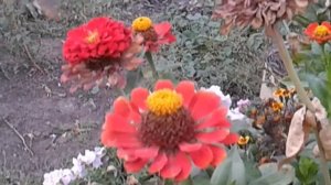 В Саратовской области КОЛИБРИ????????