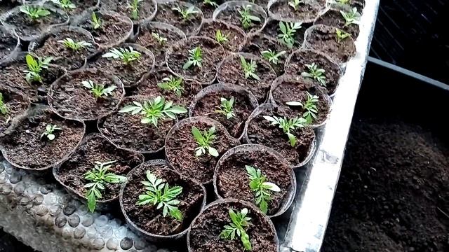 Бархатцы крупноцветковые. Процент всхожести - залог успеха! смотреть онлайн