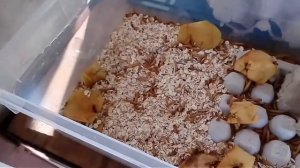 Как разводить мучных червей.