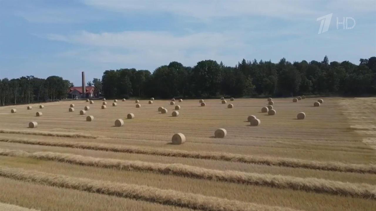 В Европе из-за аномальной жары возникла засуха, которая уничтожает урожай