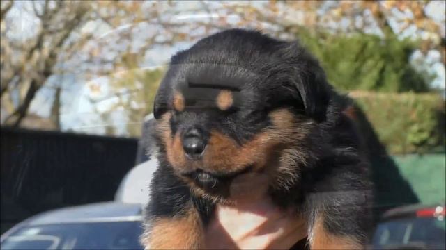 Rottweiler: La raza canina de perros guardianes que es también un excelente compañero de vida смотреть онлайн