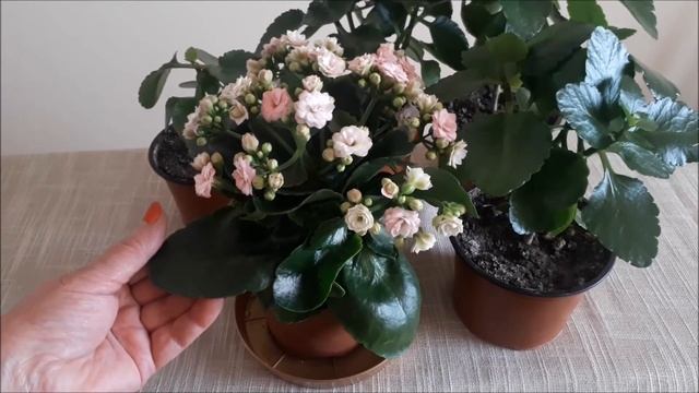 Чтобы каланхоэ зацвёл повторно...