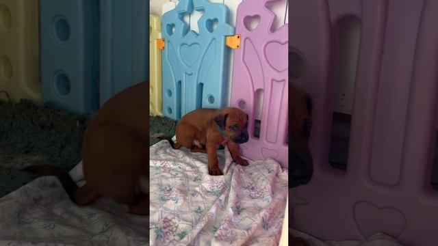 Щенок родезийского риджбека #риджбек #rhodesianridgeback #родезийскийриджбек #ridgeback