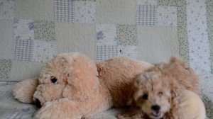 Puppy reacts to a plushy dog ❤/ Реакция щенка мальтипу на плюшевую собачку - ну поиграй же со мной!