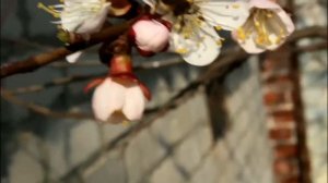 Пчела пьёт виноградный сок, пчела собирает пыльцу с абрикосы. Bee, звуки природы бджола, hd, природ