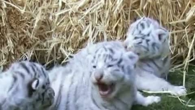 Белые тигрята родились в немецком зоопарке