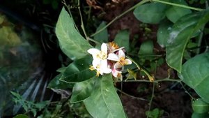 Опыление и подкормка комнатного лимона