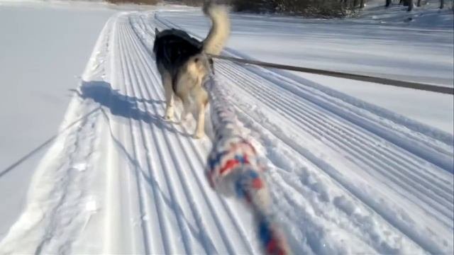 Самые сильные и большие собаки в мире!