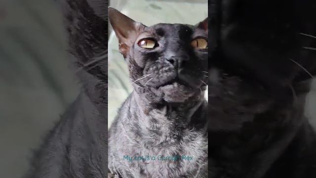 My cat is a Cornish Rex #корнишрекс
