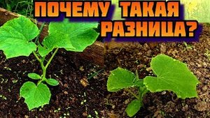Не могу понять почему такая разница в росте огурцов посаженных в один день
