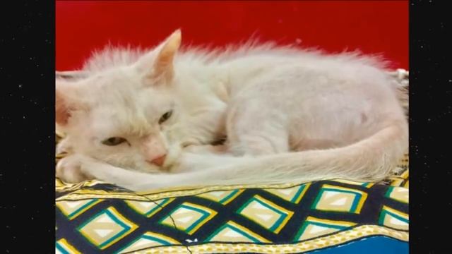 Грязная и И З Р А Н Е Н Н А Я кошка пришла к людям УМОЛЯЯ о СПАСЕНИИ... смотреть онлайн