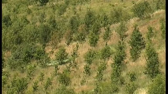 "L' Uomo che piantava gli alberi" di Jean Giono. смотреть онлайн