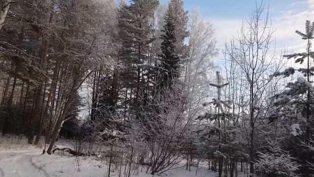 Зимний лес . смотреть онлайн