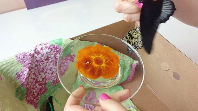 ТРОПИЧЕСКИЕ БАБОЧКИ ДОМА смотреть онлайн