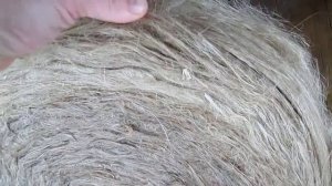 Мох для срубов кукушкин лен